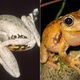 Illustration for article titled How (and why) animals change color with the seasons